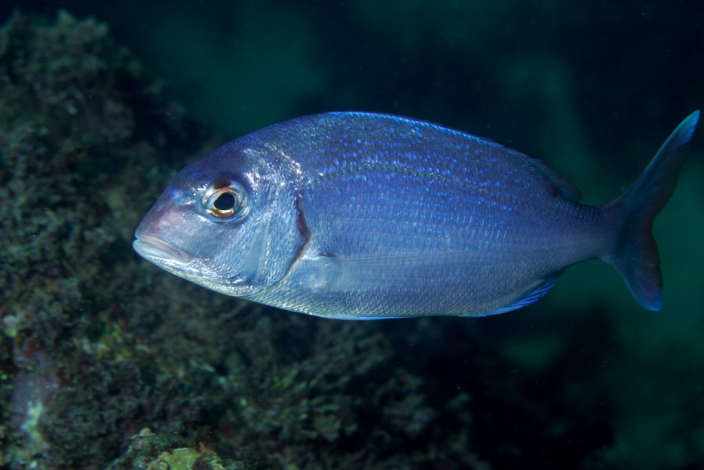 Red Porgy