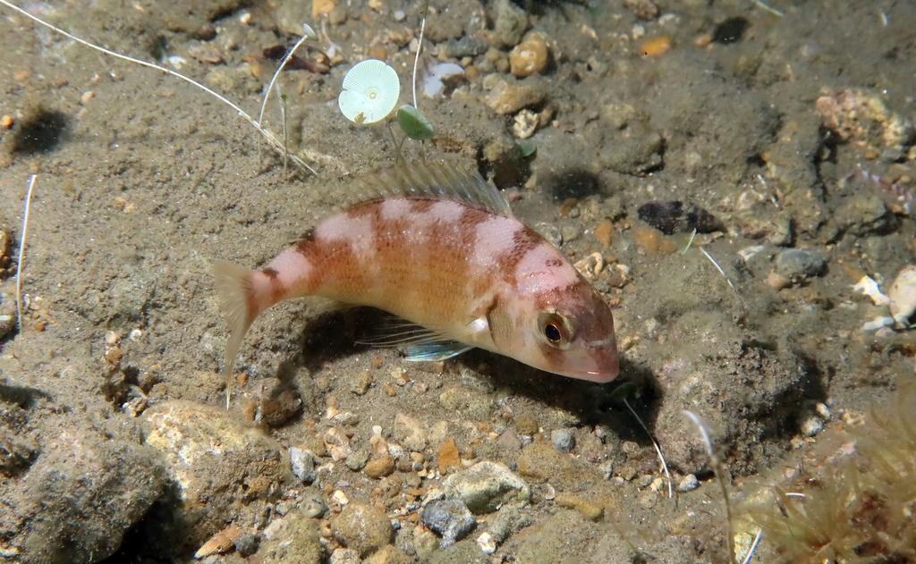 Red Porgy