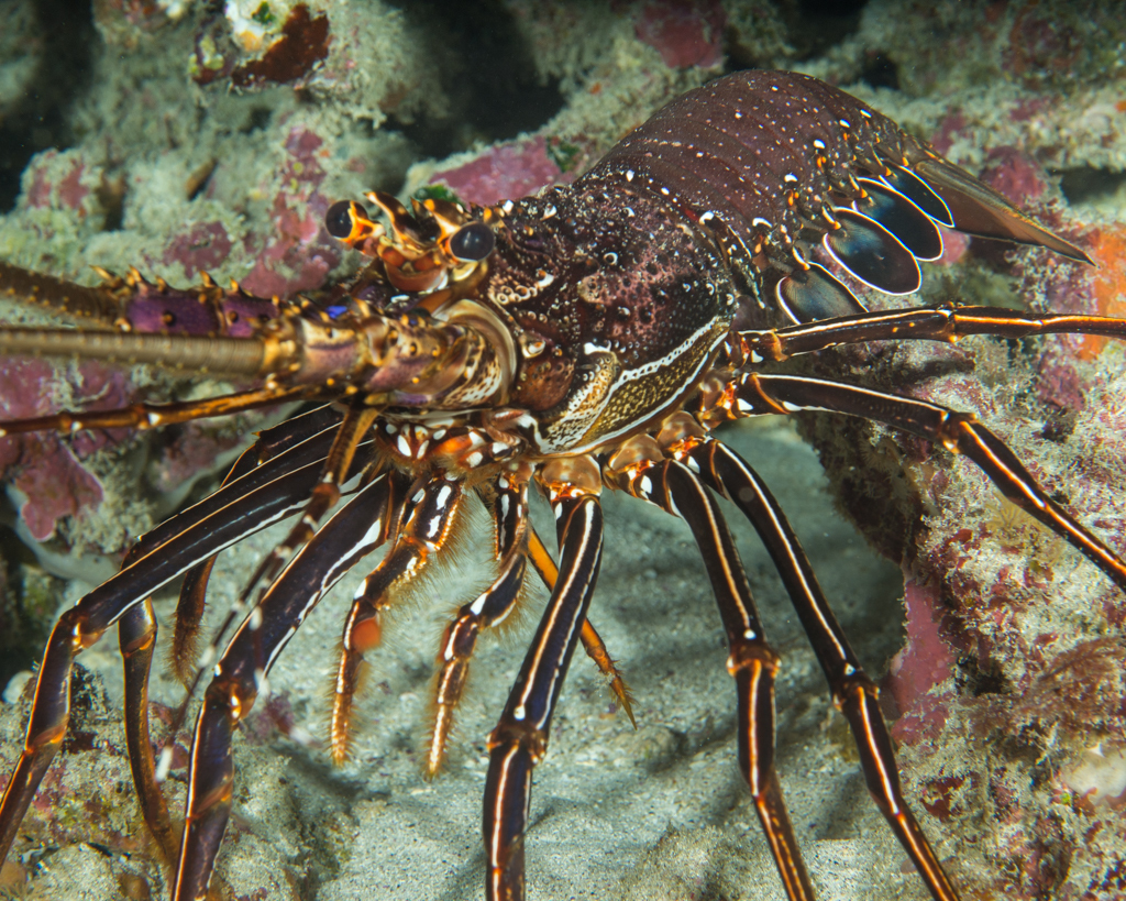Longlegged Spiny Lobster