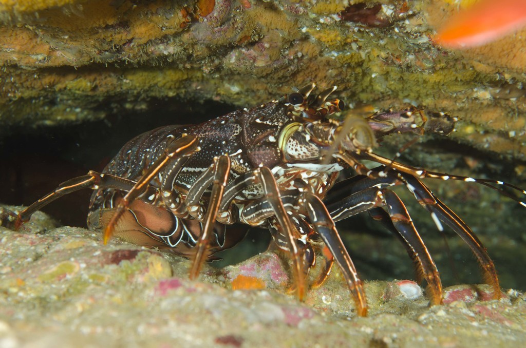 longlegged spiny lobster