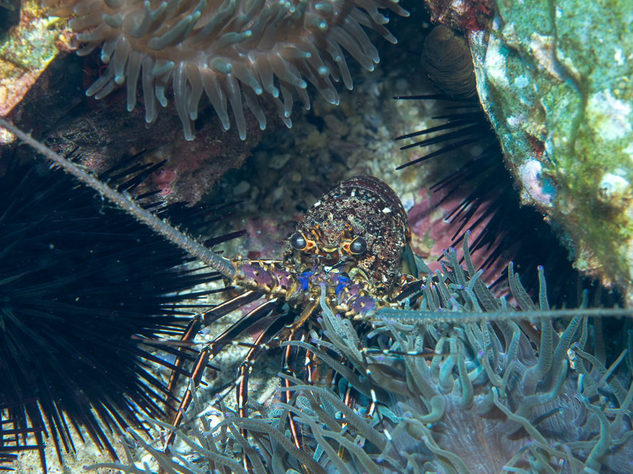 Longlegged Spiny Lobster