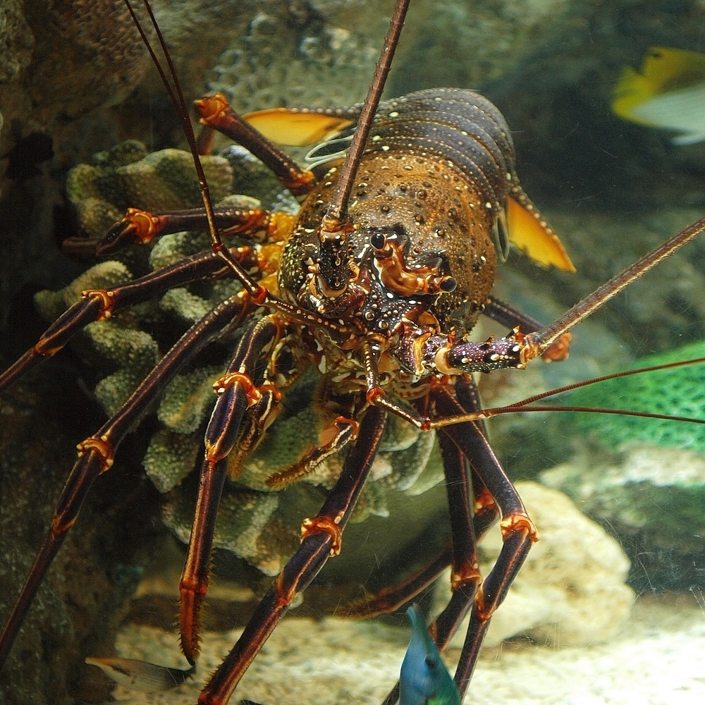 Longlegged Spiny Lobster