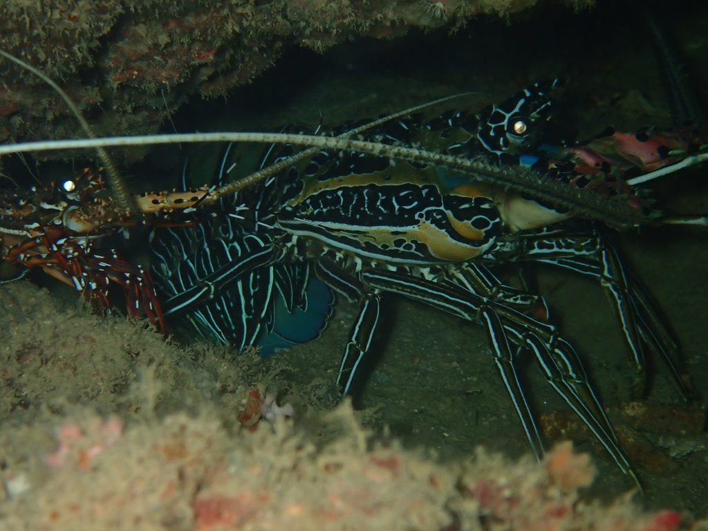 Longlegged Spiny Lobster
