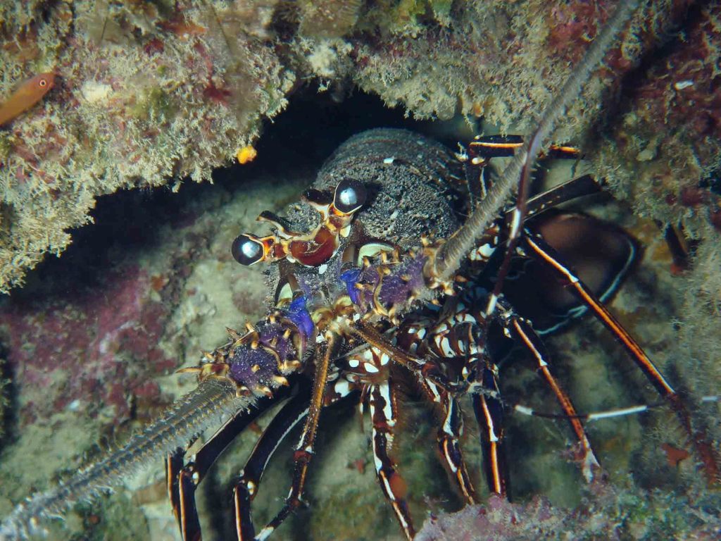 Longlegged Spiny Lobster