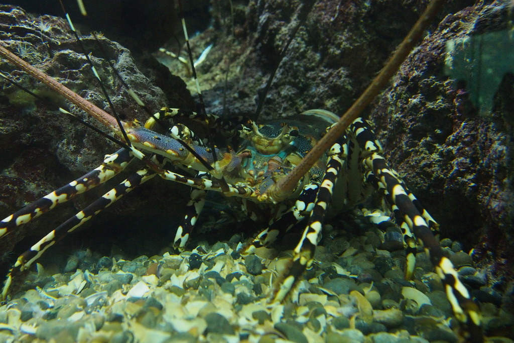 Ornate Spiny Lobster