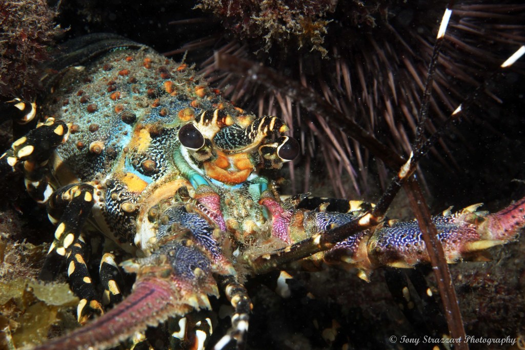 Ornate Spiny Lobster