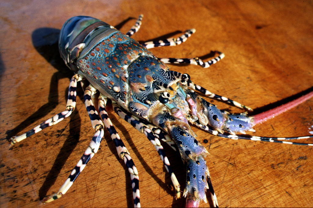 Ornate Spiny Lobster