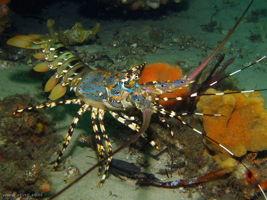 Ornate Spiny Lobster