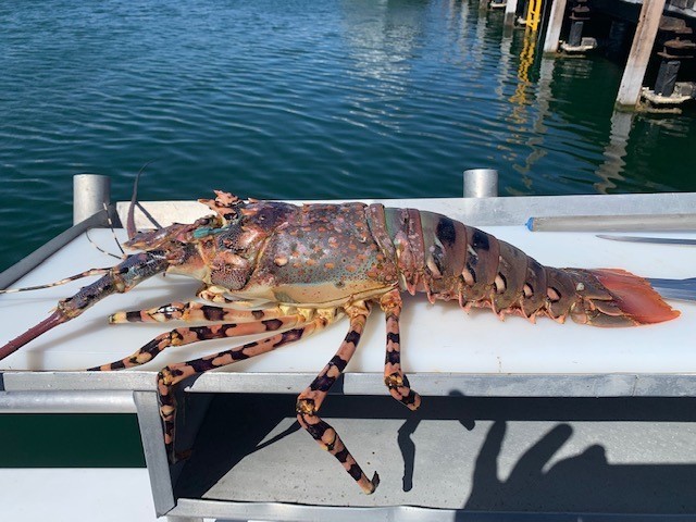 Ornate Spiny Lobster