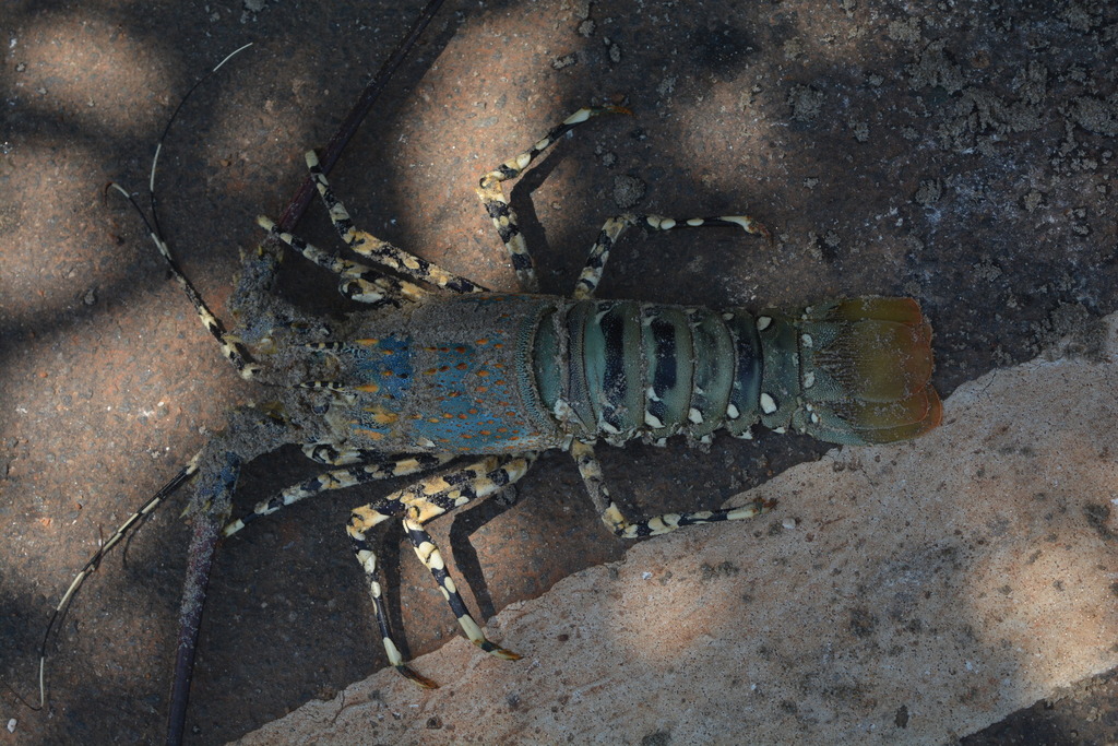 Ornate Spiny Lobster