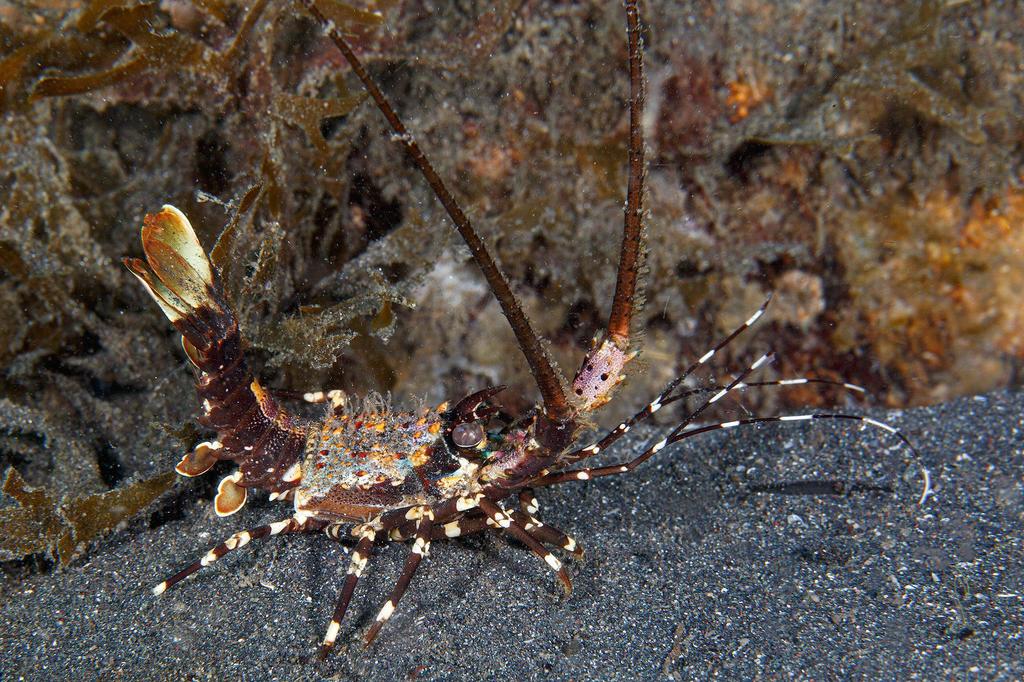Ornate Spiny Lobster