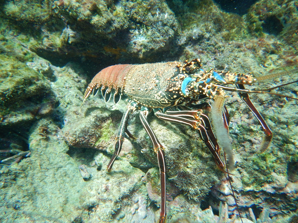 Pronghorn Spiny Lobster