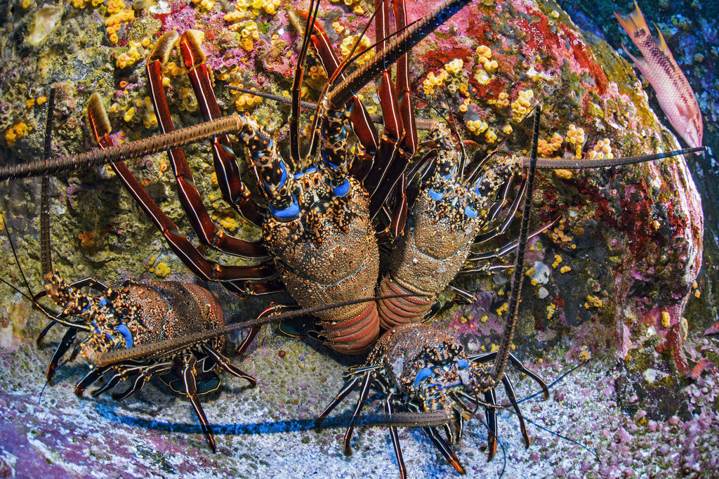 Pronghorn Spiny Lobster