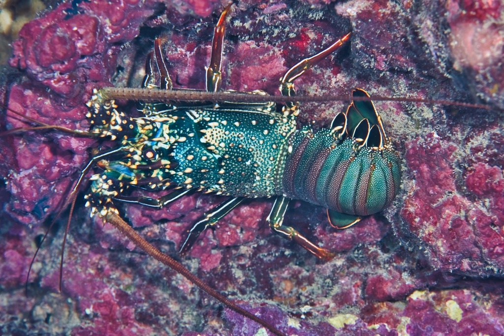 Pronghorn Spiny Lobster
