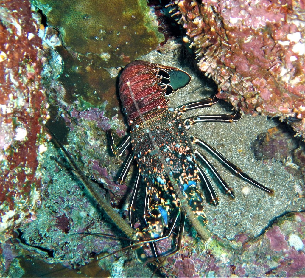 Pronghorn Spiny Lobster