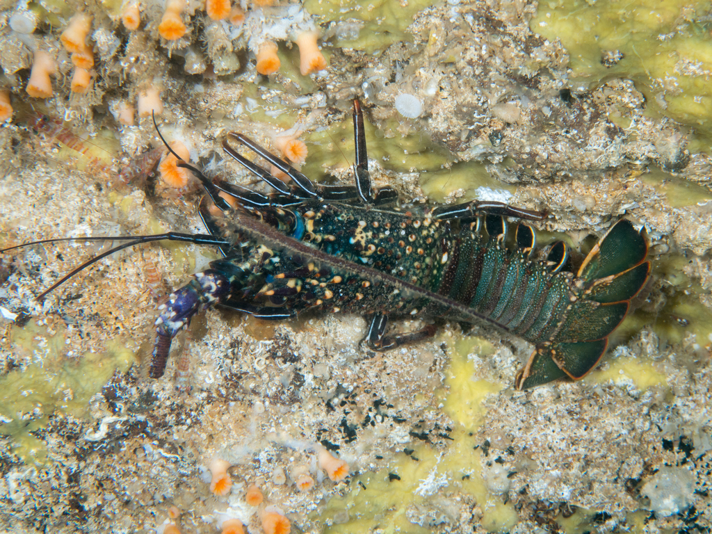Pronghorn Spiny Lobster