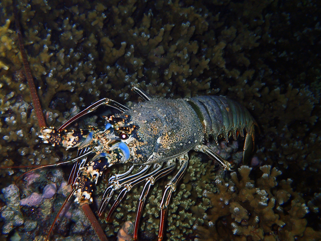 Pronghorn Spiny Lobster