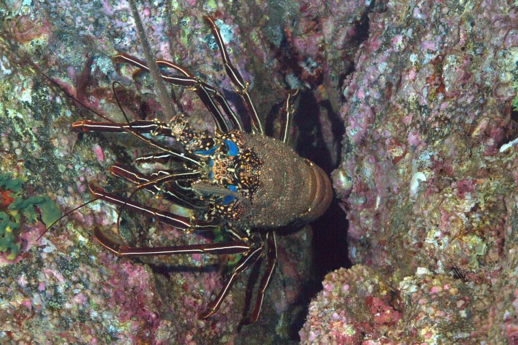 Pronghorn Spiny Lobster