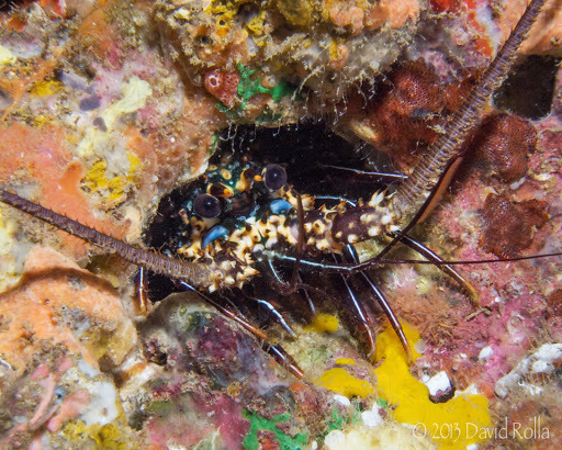 Pronghorn Spiny Lobster