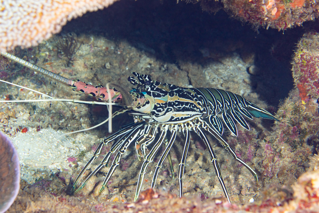 Painted Spiny Lobster