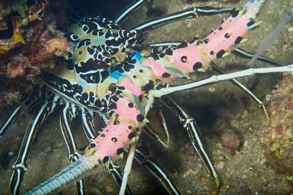 Painted Spiny Lobster
