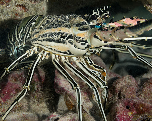 Painted Spiny Lobster