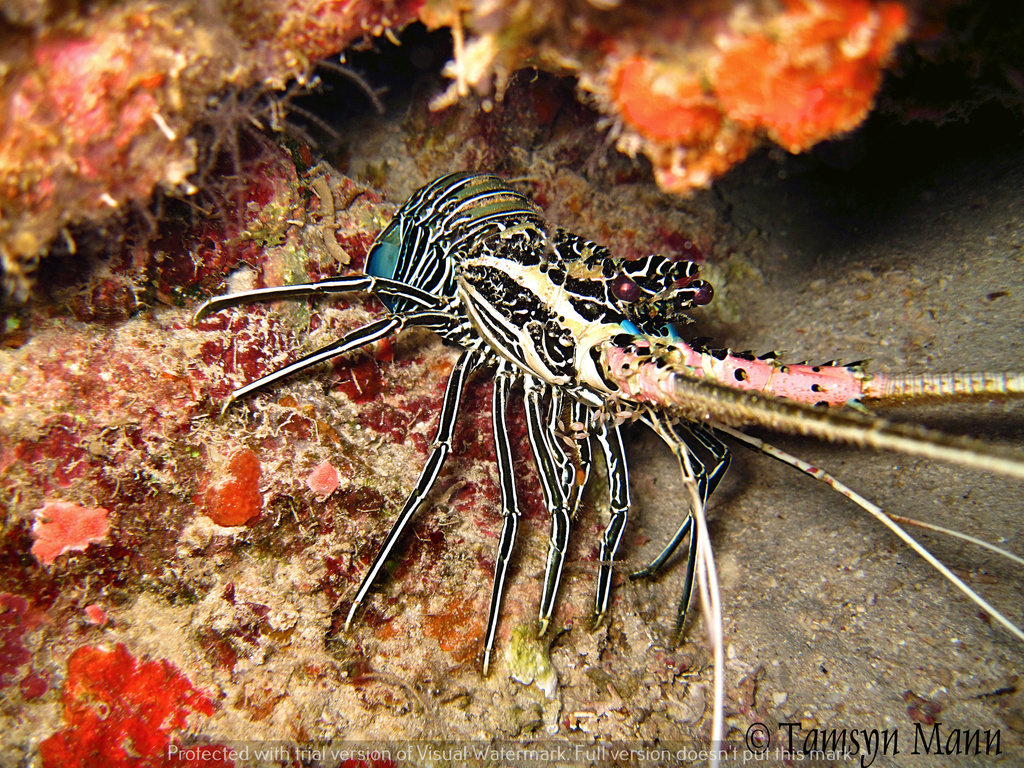 Painted Spiny Lobster