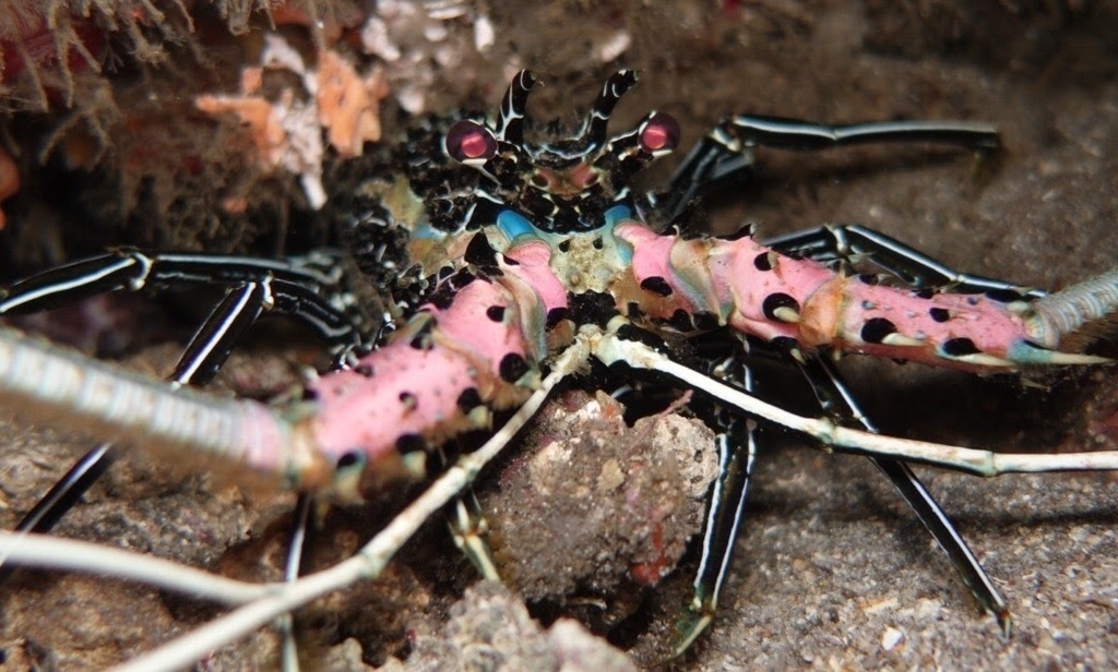 Painted Spiny Lobster