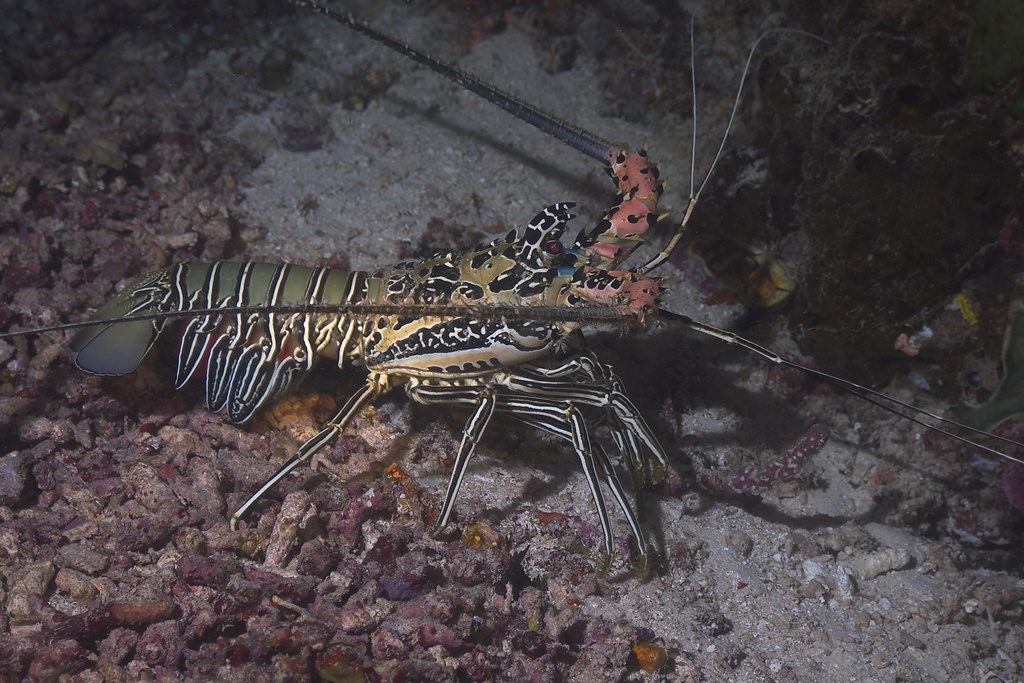 Painted Spiny Lobster