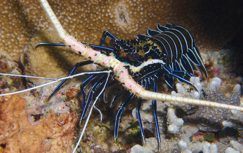 Painted Spiny Lobster