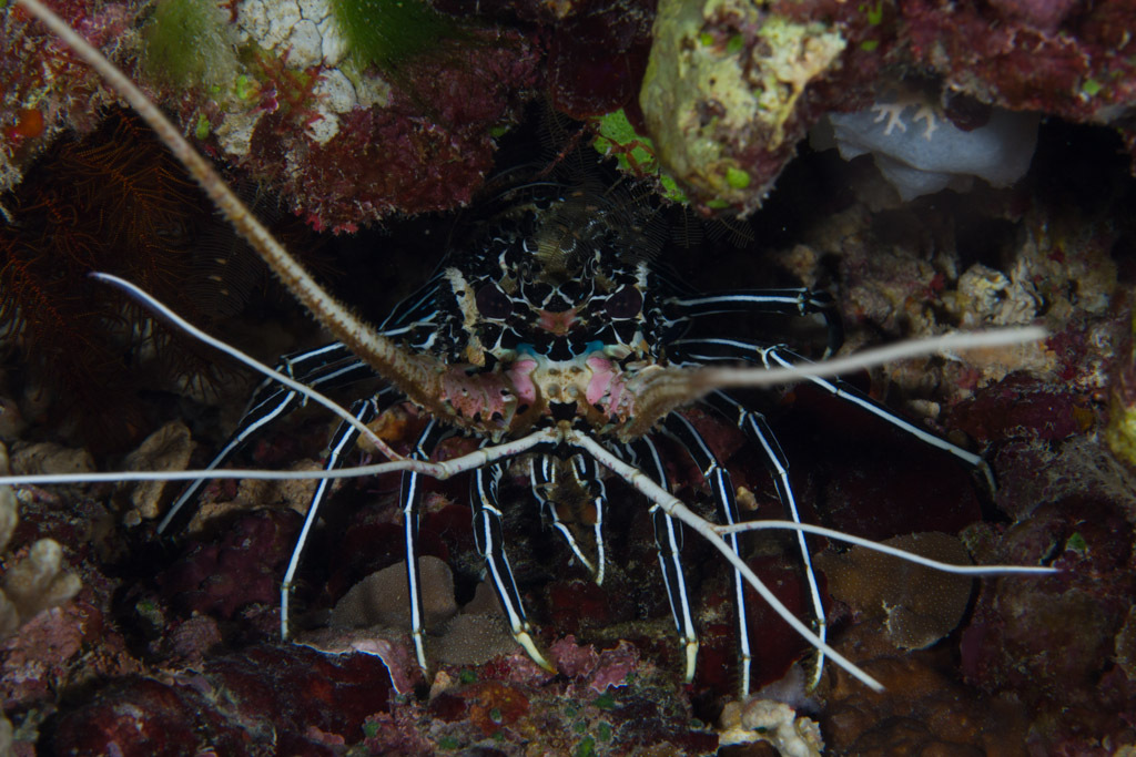 Painted Spiny Lobster