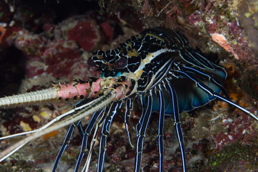 Painted Spiny Lobster