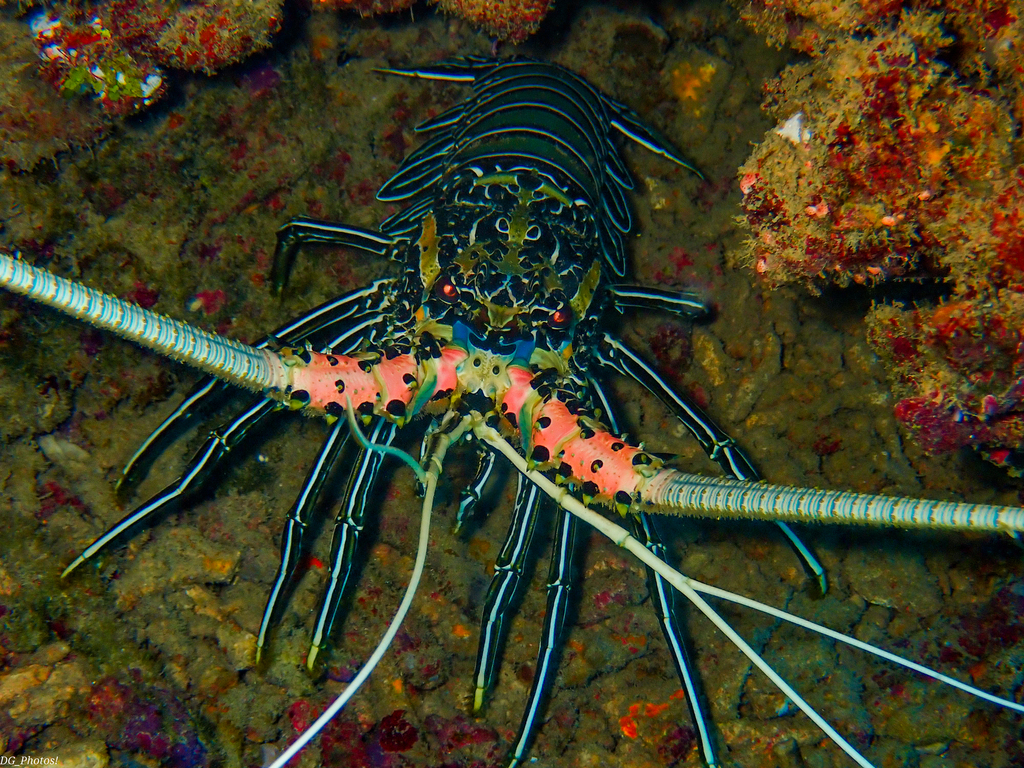 Painted Spiny Lobster