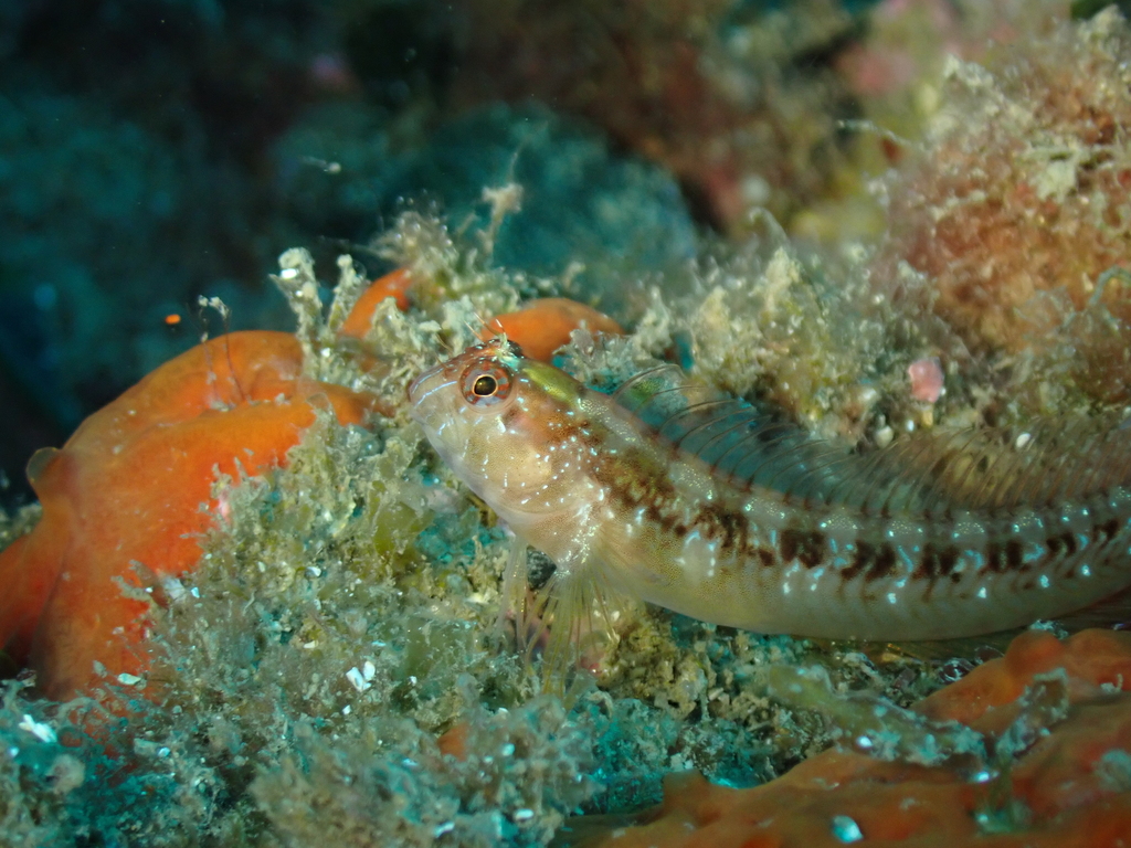 Longstriped blenny
