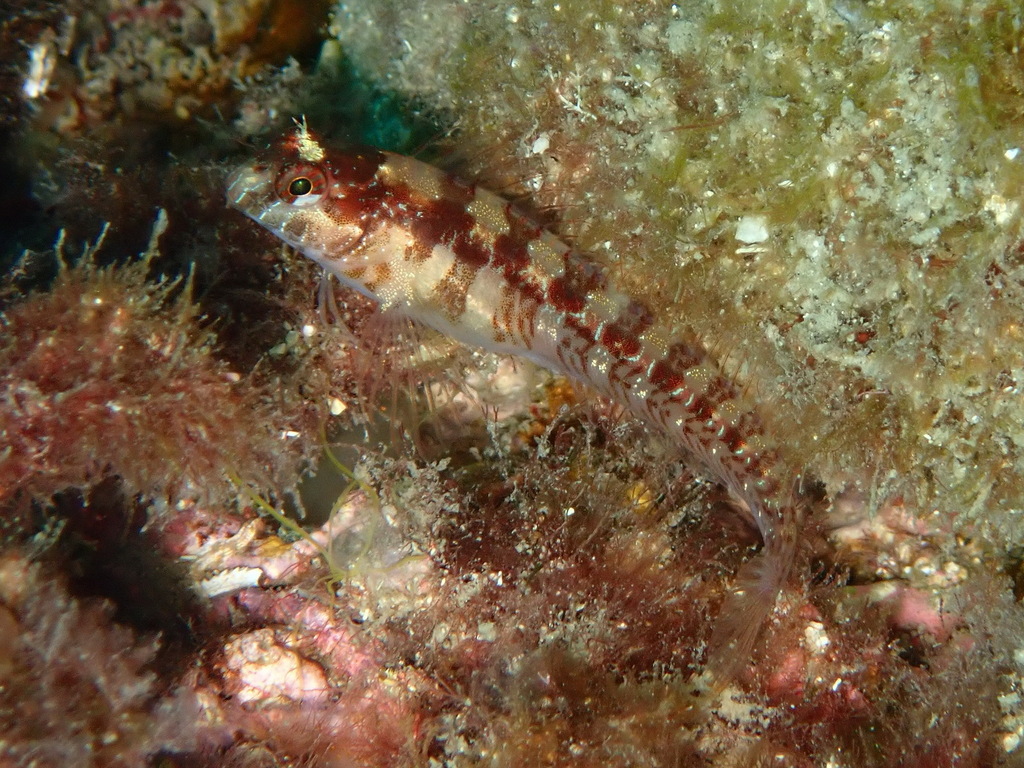 Longstriped blenny