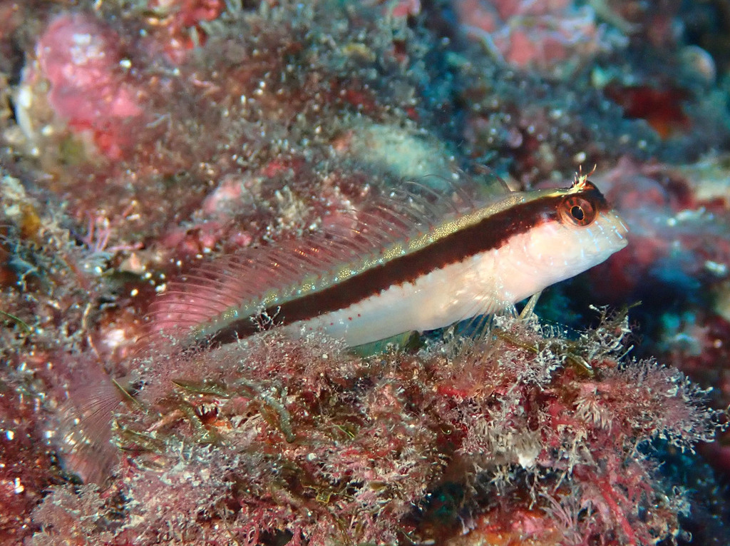 Longstriped blenny