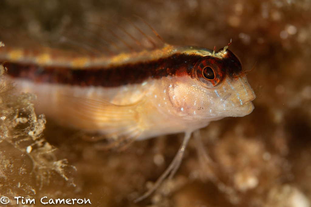 Longstriped blenny