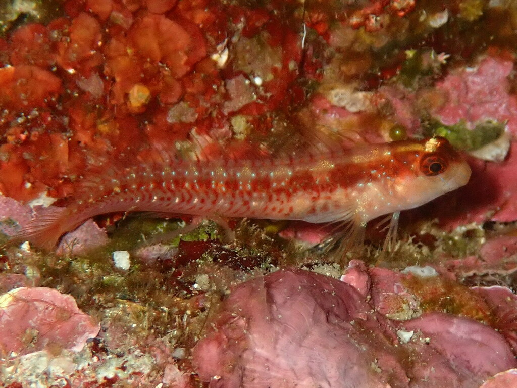 Longstriped blenny