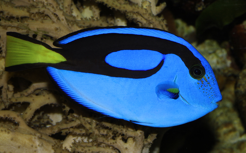 Palette Tang