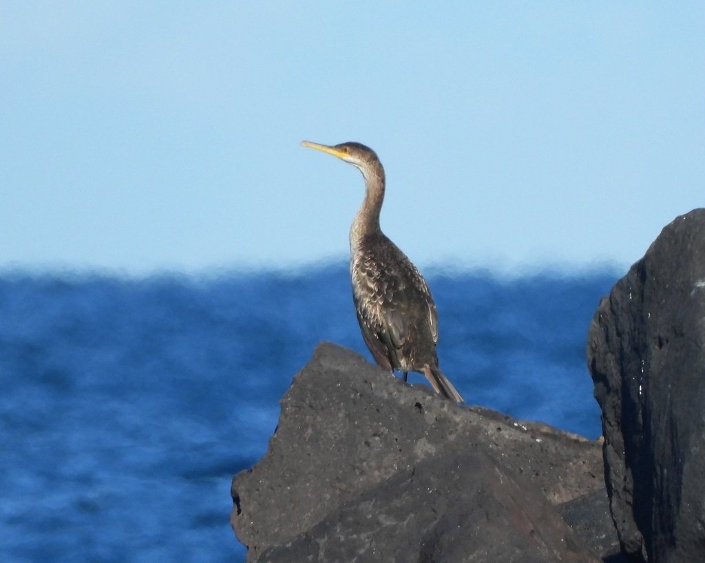 European Shag