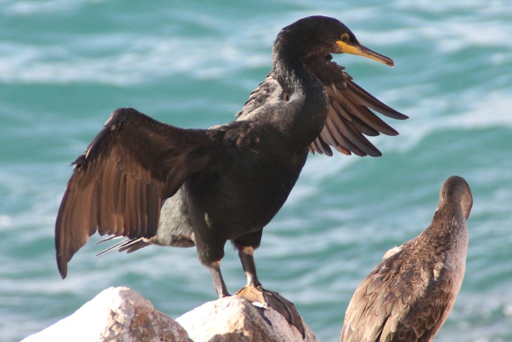 Cormoran huppé