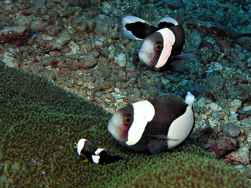 Poisson-clown à selle de cheval