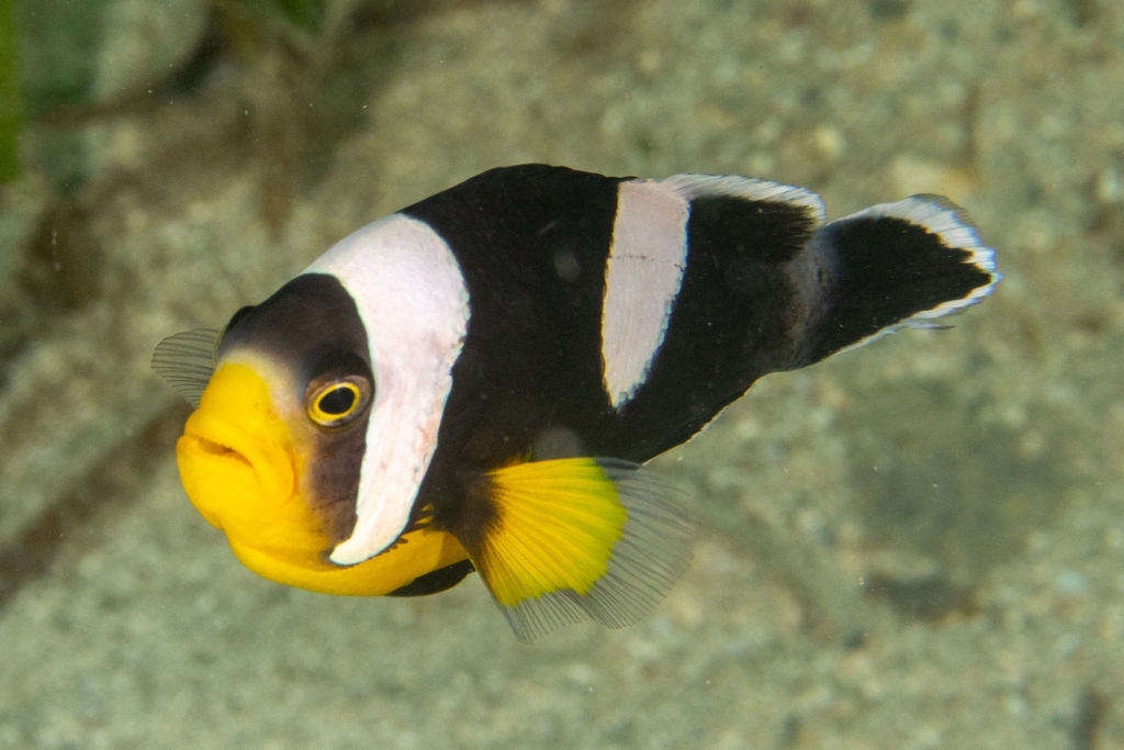 Saddleback Anemonefish