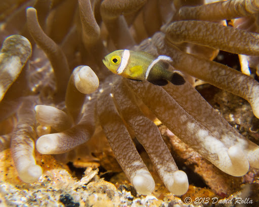 Poisson-clown à selle de cheval