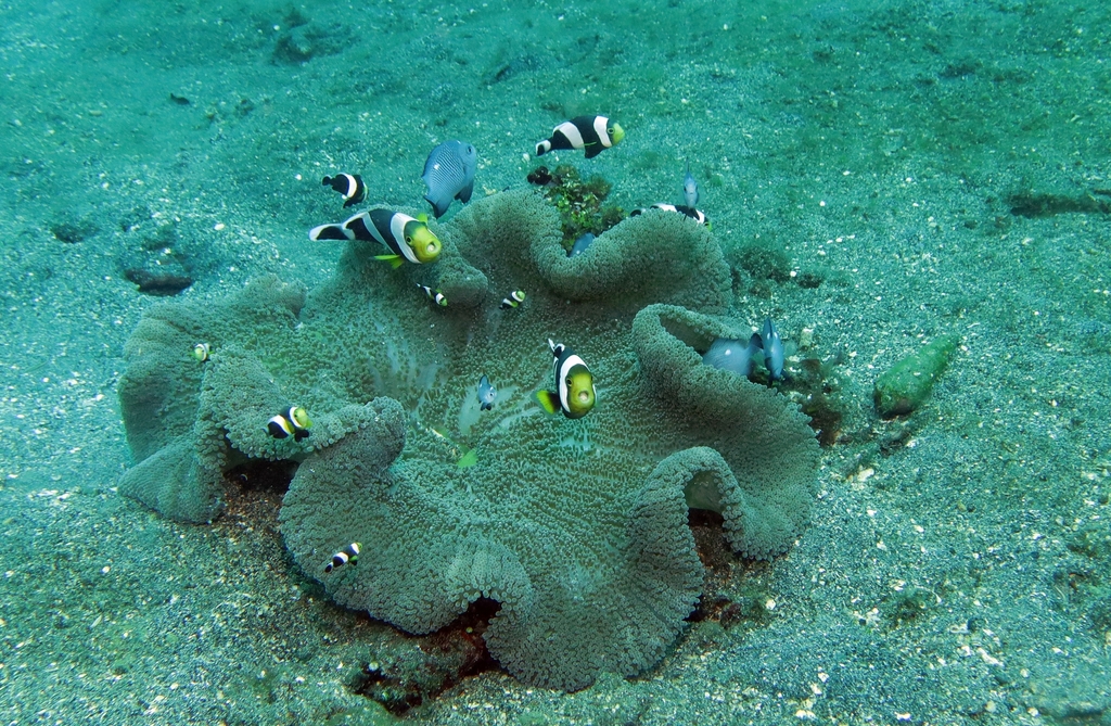 Poisson-clown à selle de cheval