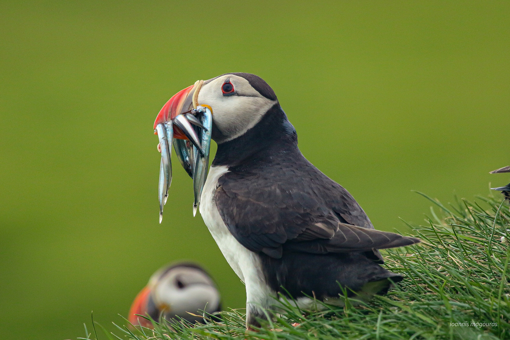 Atlantic Puffin