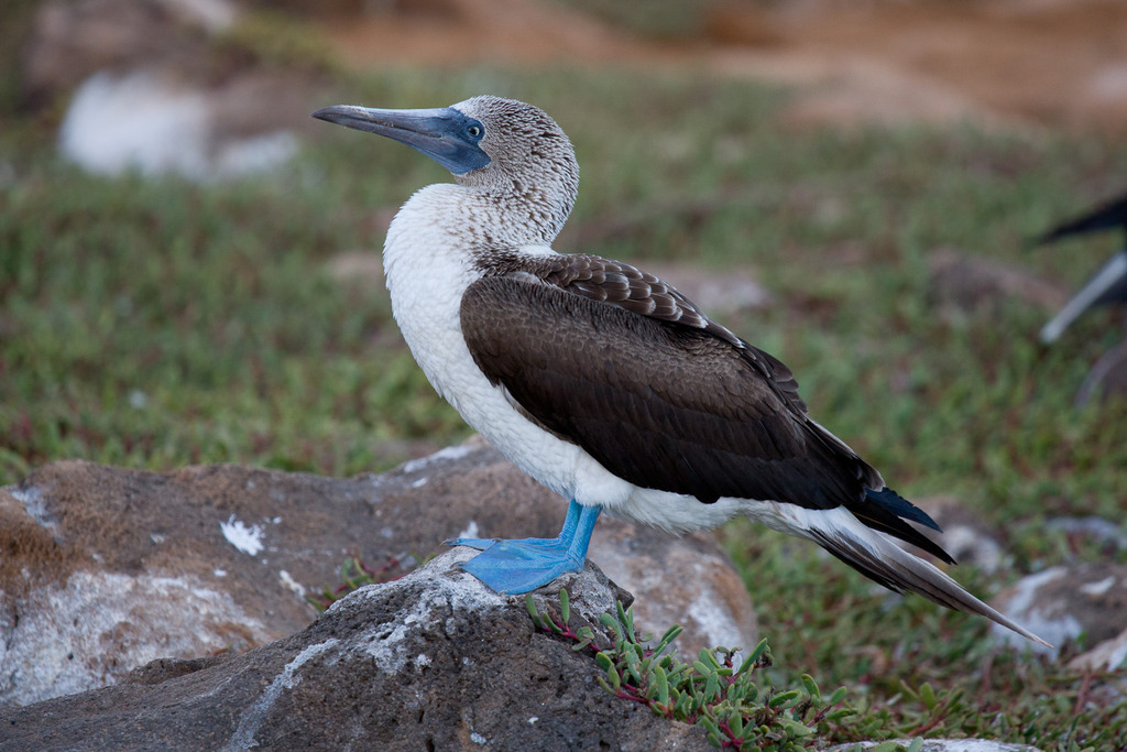 Fou à pieds bleus