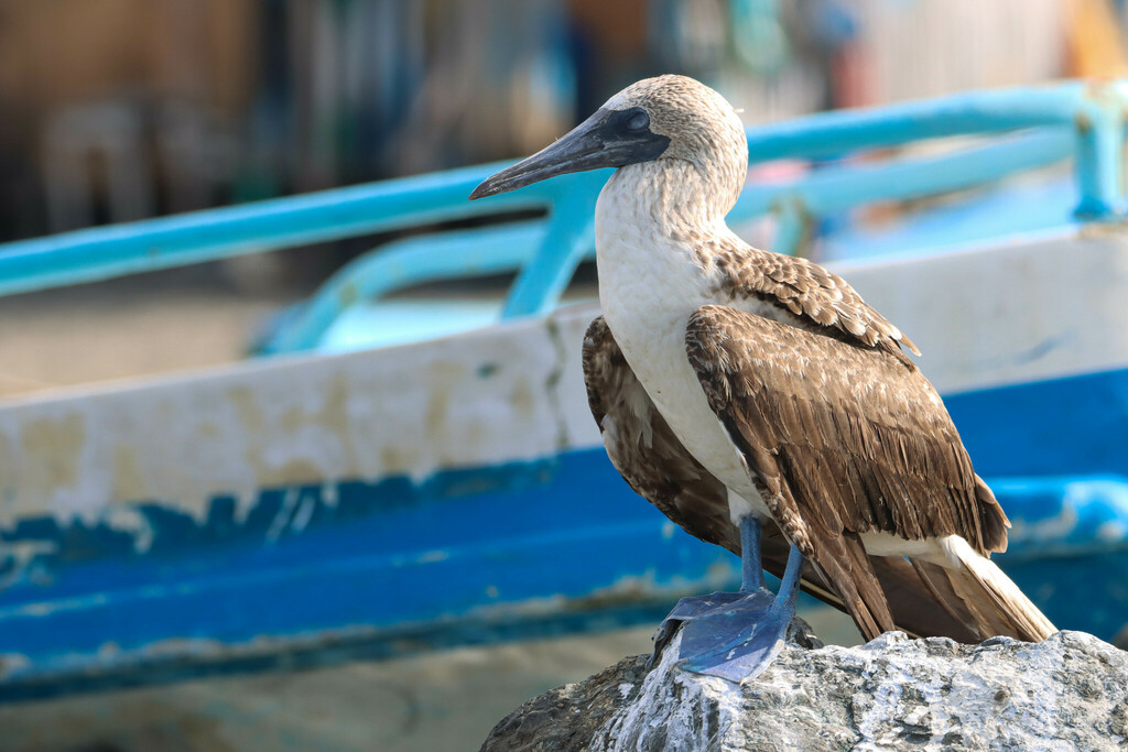 Fou à pieds bleus