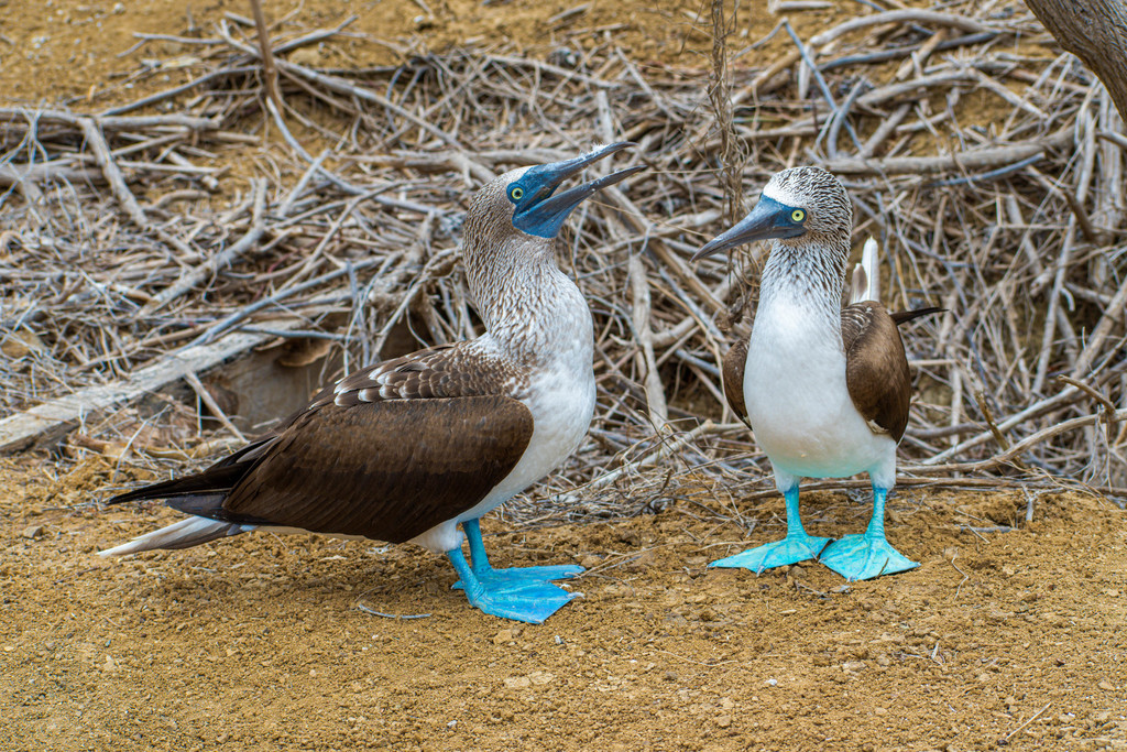 Fou à pieds bleus