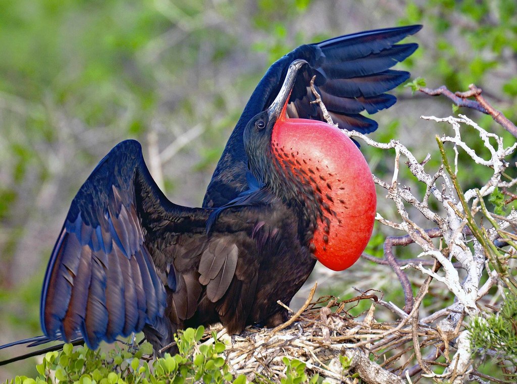 Magnificent Frigatebird